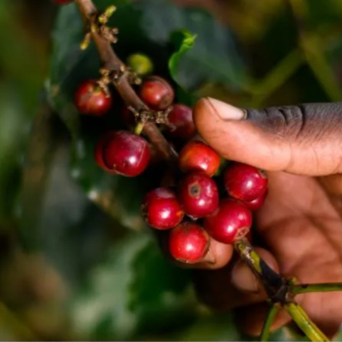 Coffee Tasting Experience
